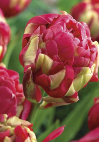 טוליפה מוניטין ייחודי - טוליפ מוניטין ייחודי - 5 bulbs - Tulipa Renown Unique