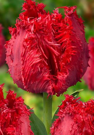 チューリップバルバドス -  5個 - Tulipa Barbados