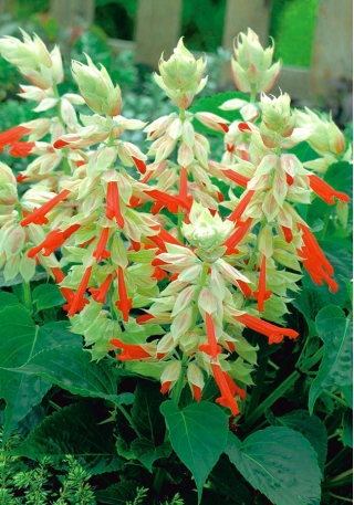 Leeksalvei - Sangria - 10 seemned - Salvia splendens