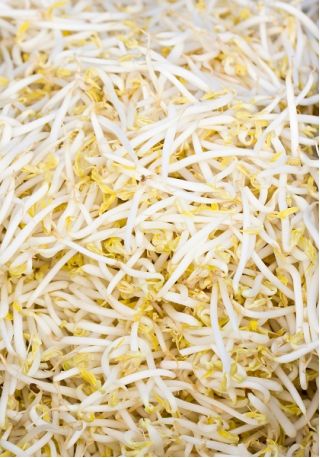 Graines à germer de Haricot Mungo - 840 graines - Phaseolus aureus – Garden  Seeds Market