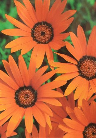 Glandular Cape marigold "Tetra Goliath" - oranye; Namaqualand daisy, orange Namaqualand daisy - 248 biji - Dimorphotheca aurantiaca