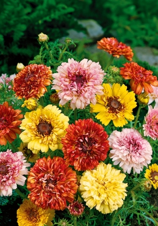 Tricolor chrysanthemum, driekleurig madeliefje "Dunnetti" - 105 zaden - Chrysanthemum carinatum