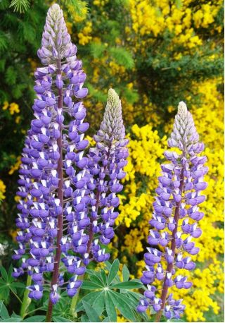 Lupine The Governor seeds - Lupinus polyphyllus - 90 seeds