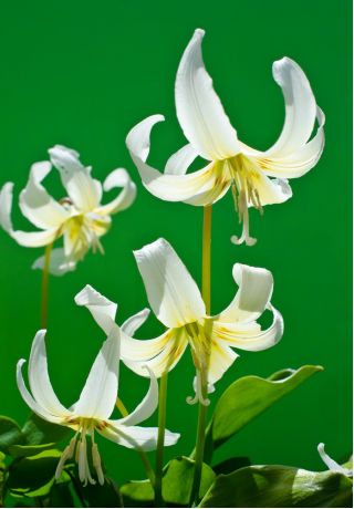 Erythronium White Beauty - Собачий зуб Білий Краса - цибулина / бульба / корінь