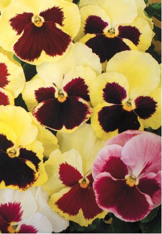 Kebun bunga besar "Tutti Frutti" - campuran pelbagai - 240 biji - Viola x wittrockiana  - benih