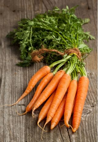 Carrot "Flakkese 2 - Flacoro" - late variety - SEED TAPE