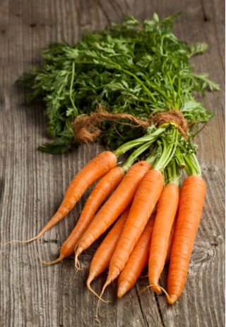Морква "Флаккес 2 - Віта Лонга" - пізній сорт - 1700 насіння - Daucus carota