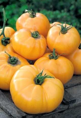 Tomat "Jantar" - NANO-GRO - øk innhøstingsvolumet med 30% - 