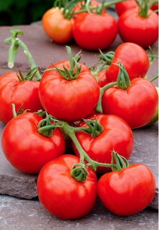 Tomat "Luban" - câmp, varietate viu roșie fără PIÊTKA - Lycopersicon esculentum Mill  - semințe