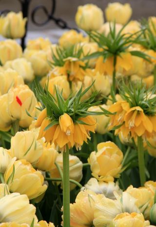 Tulipa amarela imperial e tulipa amarela com duas flores - conjunto de 18 peças - 
