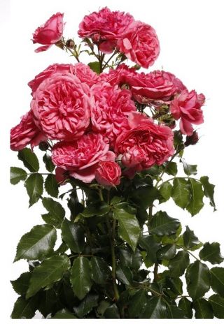 Keř růže - růžová - hrnkové sazenice - 