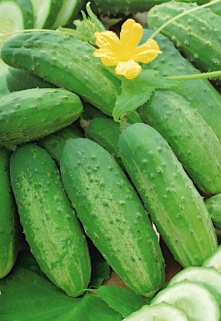 黄瓜“ Odys F1”-NANO-GRO-收获量增加30％ - 
