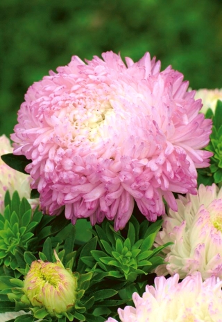 Peony-flowered aster "Anielka" - white-pink - 288 seeds
