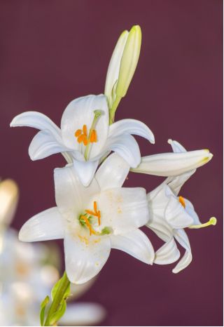 Lilium, Lily Candidum - čebulica / gomolj / koren - Lilium candidum
