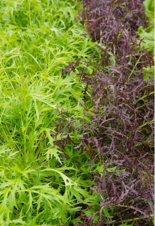 Mizuna "Baby Leaf" hỗn hợp đa dạng, kyona, rau xanh mù tạt Nhật Bản - 250 hạt - 