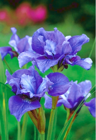 פעמיים איריס סיבירי פרחוני - קונקורד קראש; דגל סיבירי - Iris sibirica