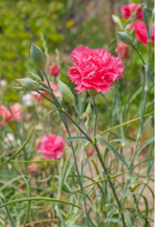 Sage roosa - sort; aed roosa, metsik roosa - 140 seemnet - Dianthus plumarius - seemned