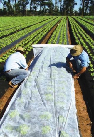 Agrotextil de primavera / vellón de jardín - protección vegetal para cultivos sanos - 1,60 mx 50,00 m - 
