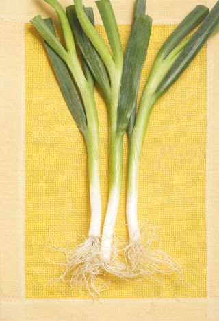 韭菜“Albos” - 中早期品种 -  320粒种子 - Allium ampeloprasum L. - 種子