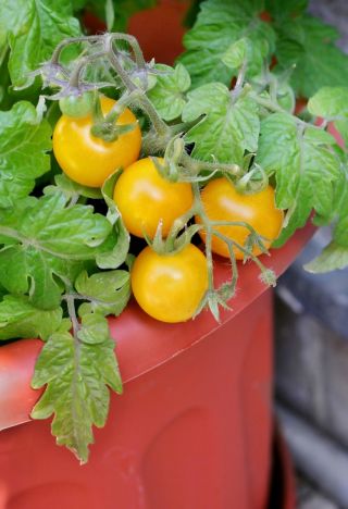Tomate -  Lycopersicon esculentum - graines
