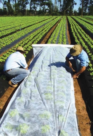 Lente-agrotextiel - gewasbescherming voor gezonde gewassen - 2,1 mx 20,00 m - 