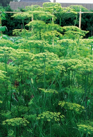 การ์เด้นดิลล์ "Tetra" - ความหลากหลายที่ดีที่สุดสำหรับการเก็บเกี่ยวสีเขียวต้น - 2800 เมล็ด - Anethum graveolens L.