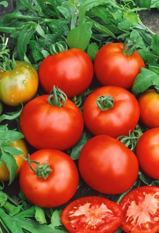 Tomato "Moneymaker" - tall variety for cultivation in the field and under covers - 180 seeds