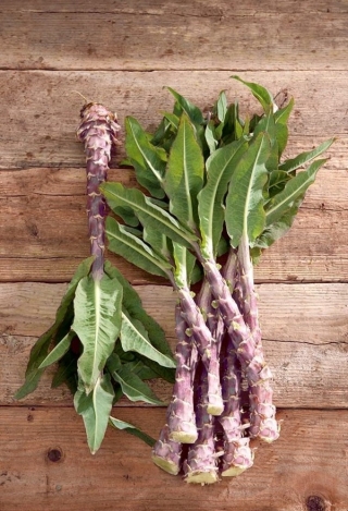 Celtuce "Purpurat"; selada batang, selada asparagus, seledri selada, selada cina - Lactuca sativa var. angustana  - biji