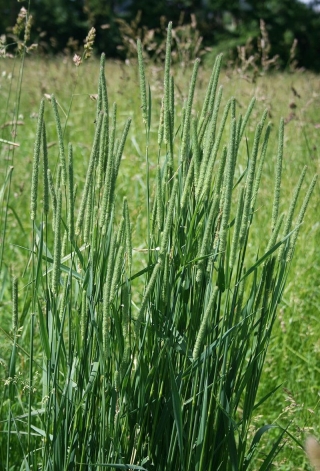 Трева на Тимотей Алма - 5 кг - 