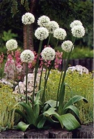 Allium Mount Everest - bulb / tuber / rădăcină