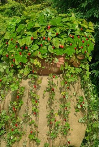 Wild Strawberry Attila Seeds - Fragaria vesca - 330 เมล็ด