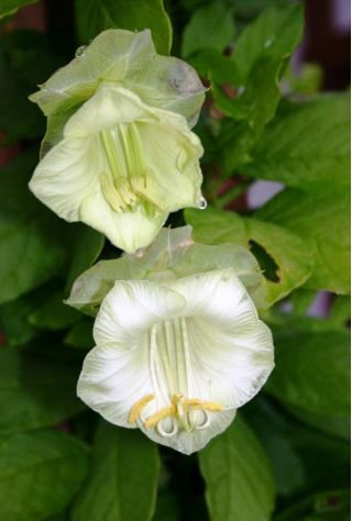 Cup and Saucer Vine seed - Cobaea scandens - 6 hạt