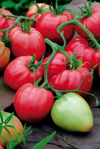 Tomate "Cuor di Bue" - Hochwachsend Freilandtomate, Ochsenherzsorte