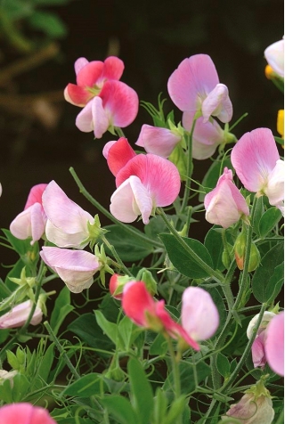 Kacang manis "Pink Cupid" - 36 biji - Lathyrus odoratus