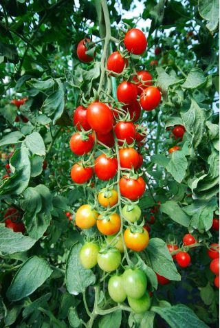 Pot roșii agățat - roșu și galben - 8 semințe - Solanum lycopersicum 
