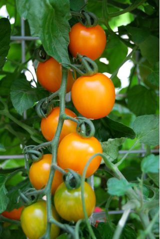 Pot tergantung tomato - merah dan kuning - 8 biji - Solanum lycopersicum  - benih