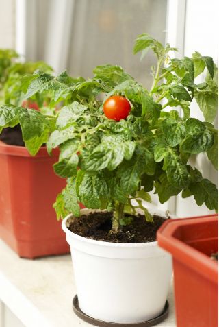Tomato "Balkoni Red F1" - for balcony cultivation