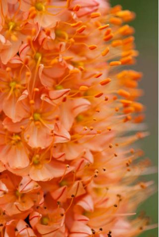 Eremurus, Lilies Foxtail Κλεοπάτρα - βολβός / κόνδυλος / ρίζα - Eremurus himalaicus