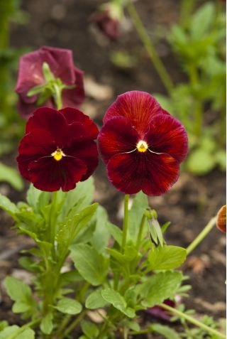 红色大花的三色堇 -  240粒种子 - Viola x wittrockiana  - 種子