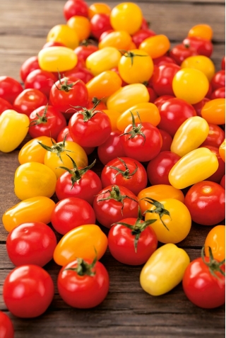 Tomate cerise - en mélange - Solanum lycopersicum  - graines