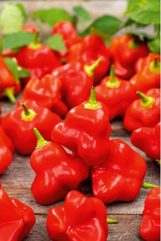 Hot chilli pepper "Okrasny zvonek" - 