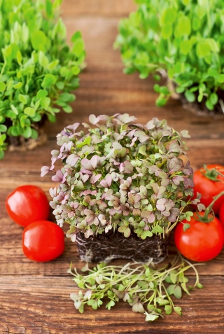 Microgreens - Red Mizuna - Young leaves with a unique flavour - 100g seeds (Brassica rapa var. japonica)