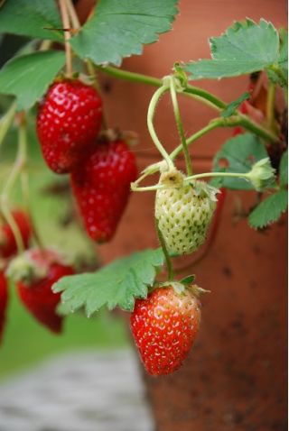 Hagejordbær - Temptation - 60 frø - Fragaria ×ananassa