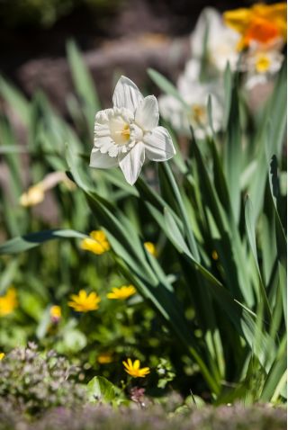 Narcissus Thalia - Nergis Thalia - 5 ampul