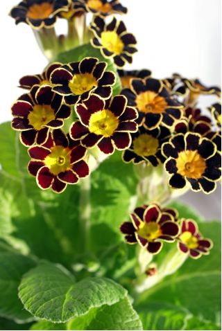 دانه های گل سرخ طلایی Primrose - Primula elatlor - 36 دانه - Primula elatior