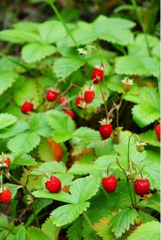 Wild Strawberry Rugia seeds - Fragaria vesca - 1280 seeds