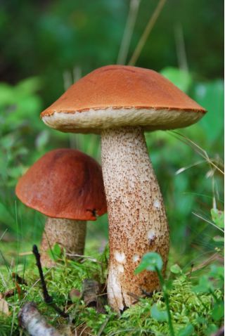 الأحمر توج ساق scaber - mycelium - Leccinum aurantiacum