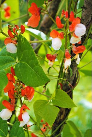Taman Rumah - Kacang Prancis berbunga besar "Hestia" - untuk budidaya dalam ruangan dan balkon - Phaseolus vulgaris - biji