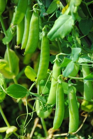 Kacang kerdil "Primavil" - varietas awal - Pisum sativum - biji