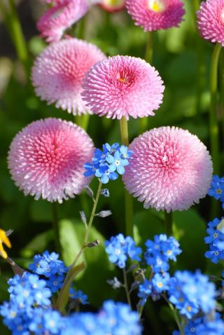 Pink daisy + forget-me-not - seeds of 2 species